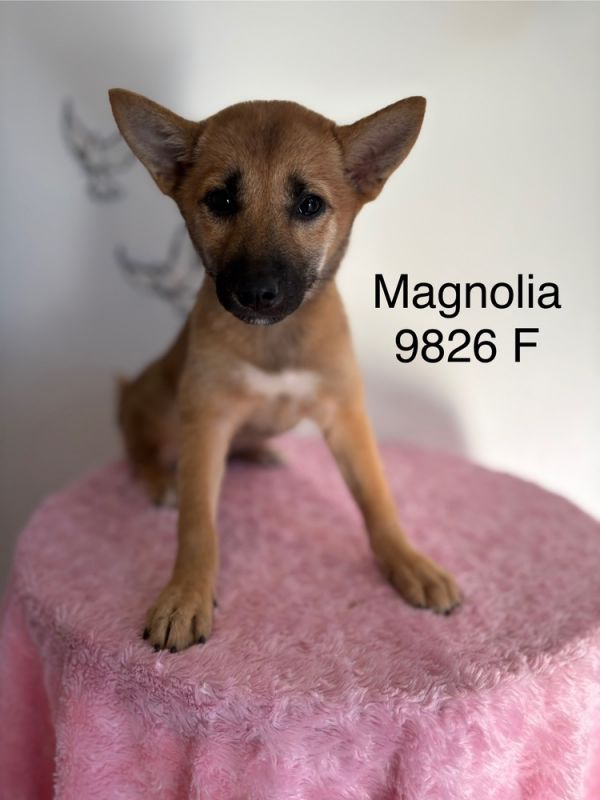 Magnolia #9826