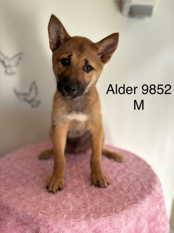 Alder #9852