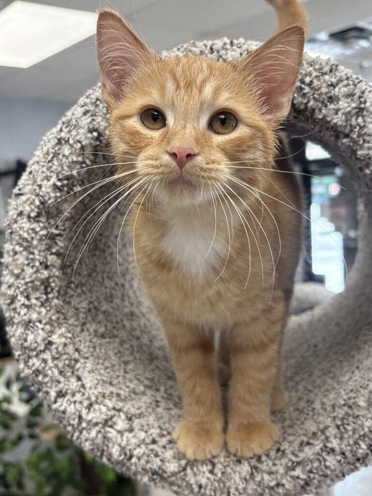 Cheese Curd ~Adoption Center Cat~