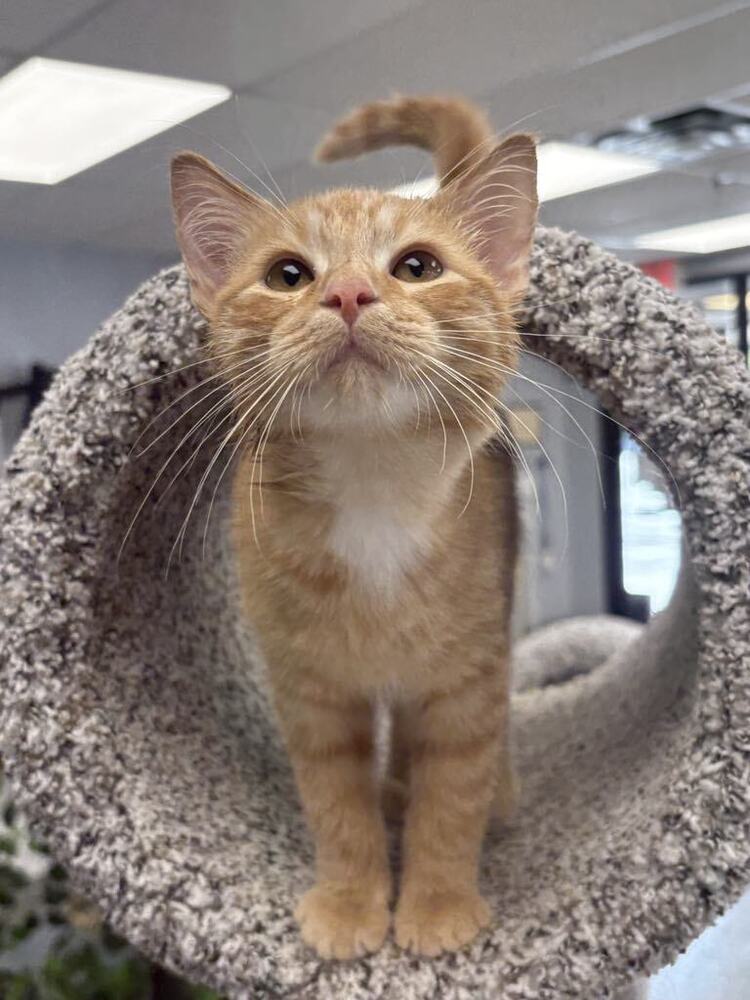 Cheese Curd ~Adoption Center Cat~