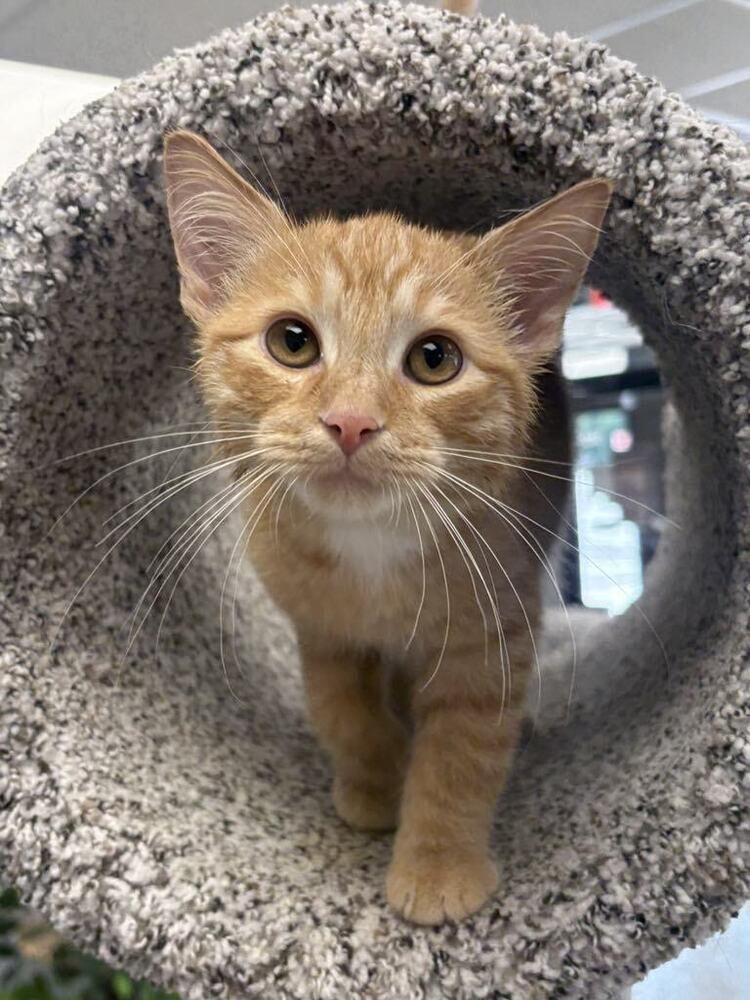 Cheese Curd ~Adoption Center Cat~
