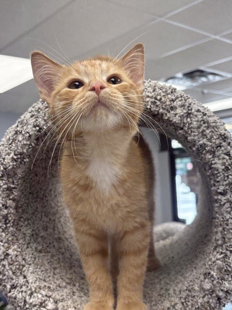 Cheese Curd ~Adoption Center Cat~