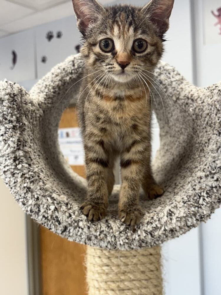 Pronto Pup ~Adoption Center Cat~