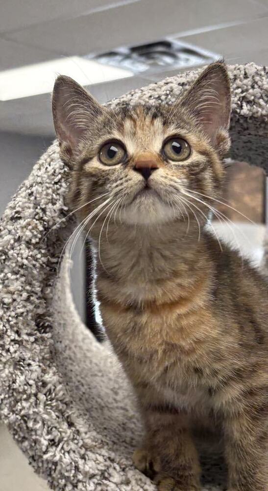 Pronto Pup ~Adoption Center Cat~
