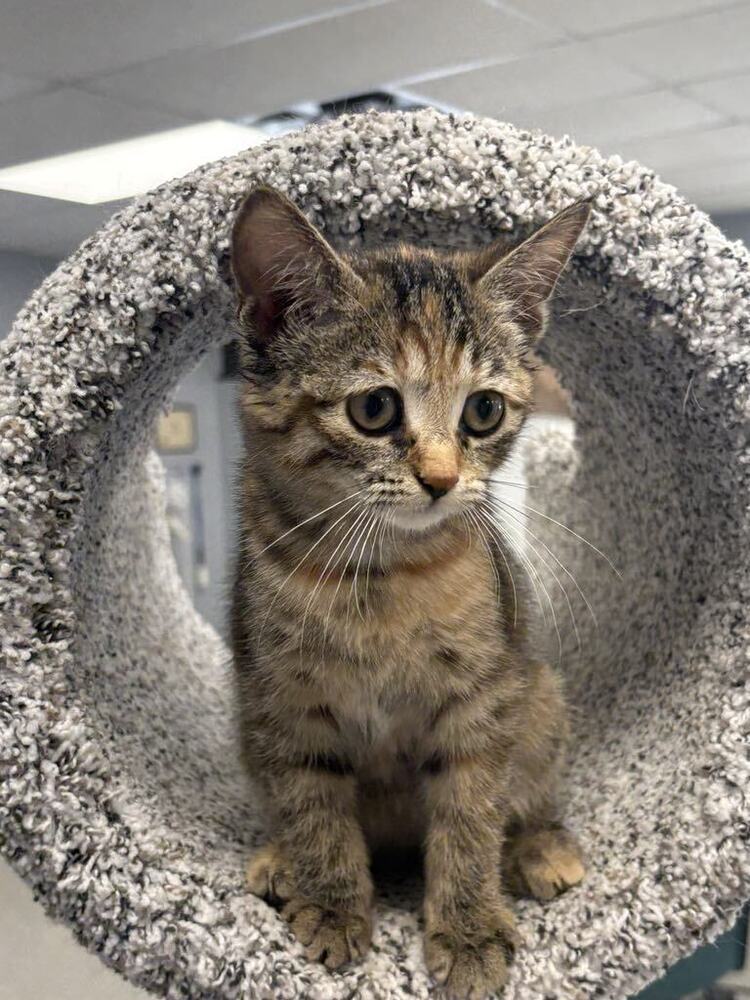 Pronto Pup ~Adoption Center Cat~