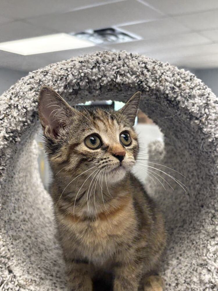 Pronto Pup ~Adoption Center Cat~