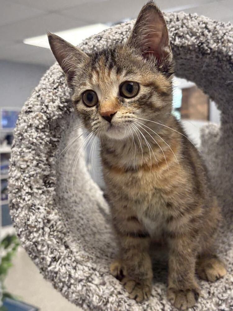Pronto Pup ~Adoption Center Cat~