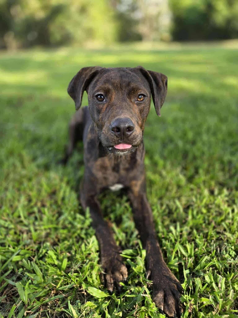 Milo