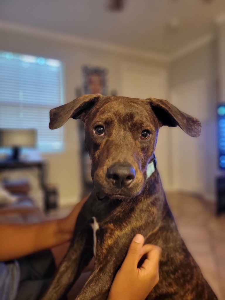 Milo