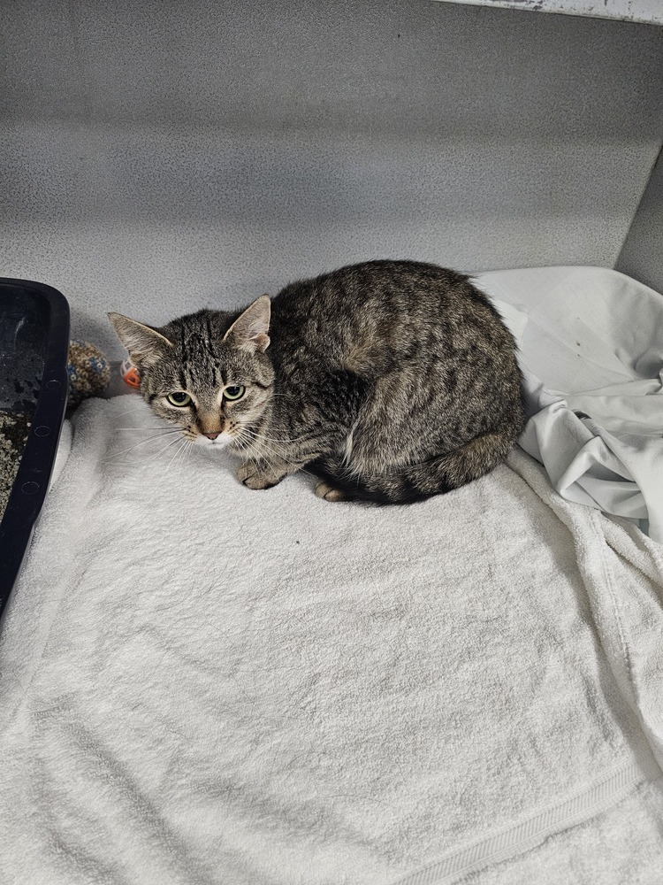 Skiddy, an adoptable Domestic Short Hair in Houghton, MI, 49931 | Photo Image 1