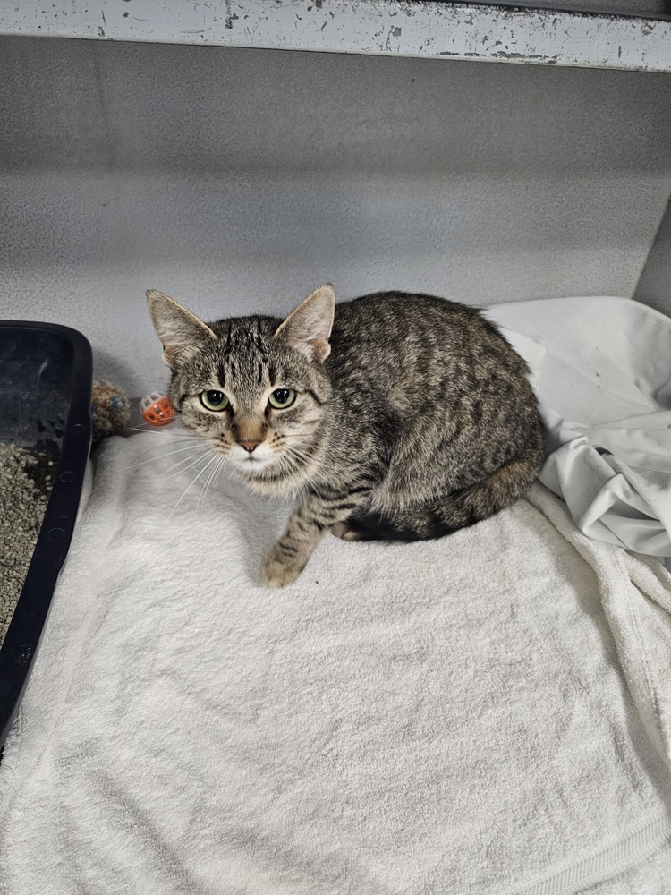 Skiddy, an adoptable Domestic Short Hair in Houghton, MI, 49931 | Photo Image 2