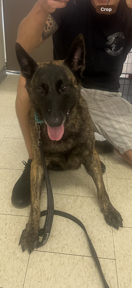 Millie located in NY