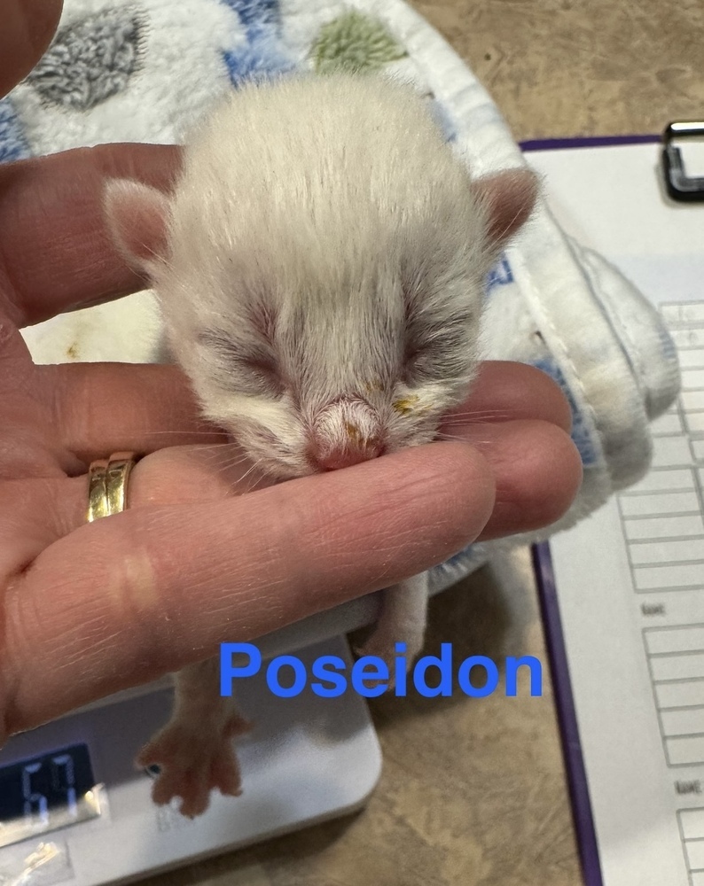 Poseidon