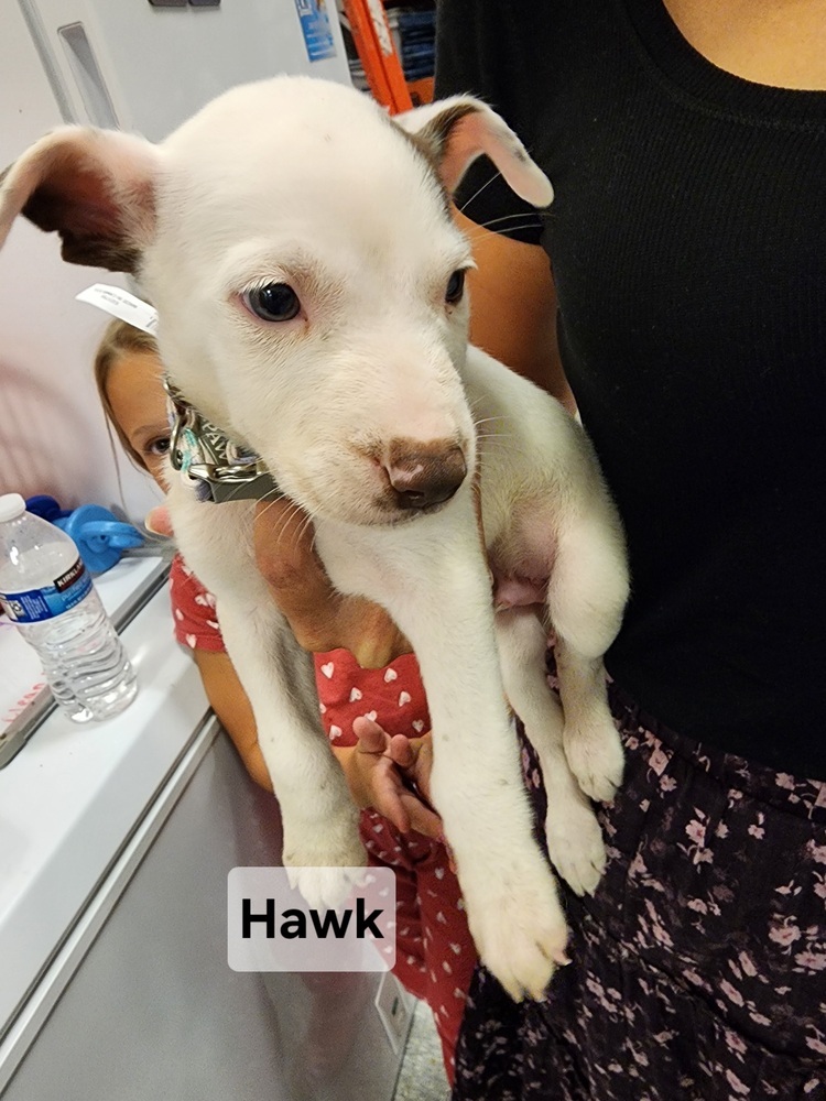 Hawk