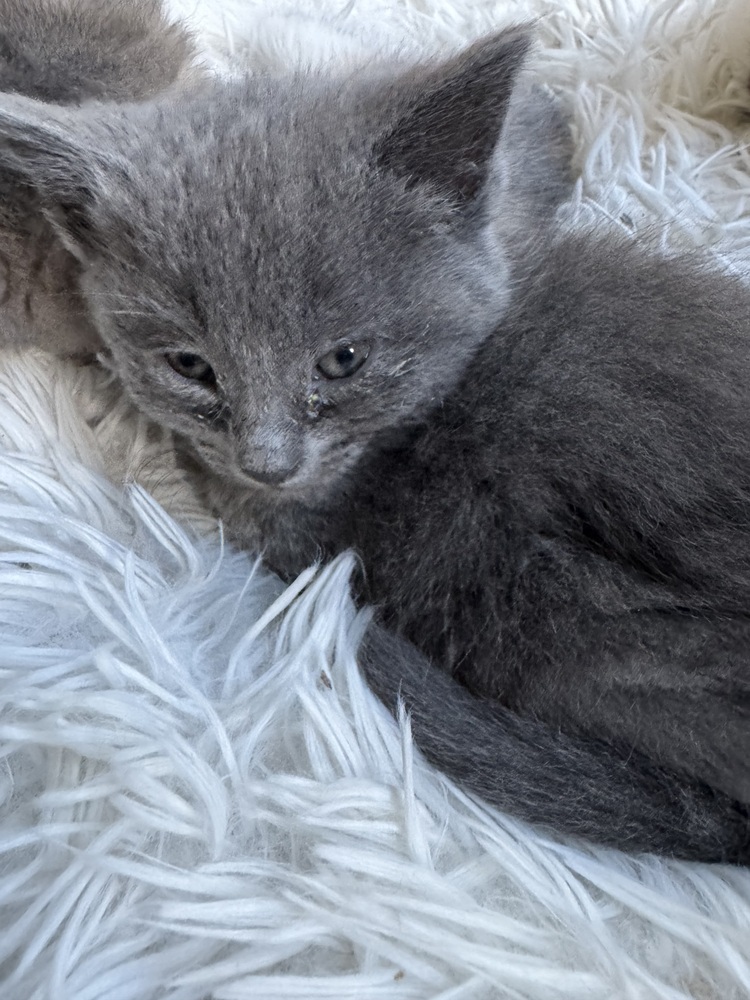 Artemis