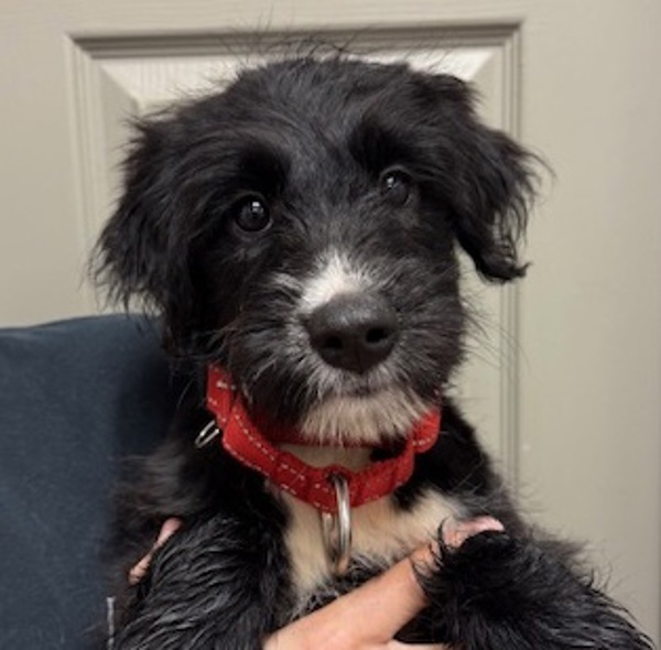 Piper