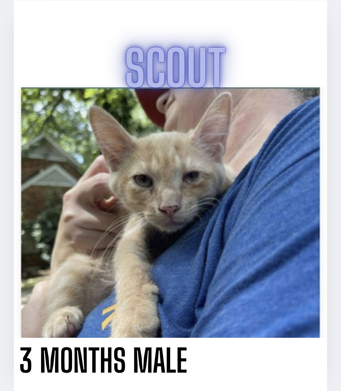 SCOUT