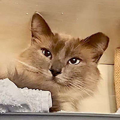 Foxy, an adoptable Ragdoll in San Jose, CA, 95112 | Photo Image 1