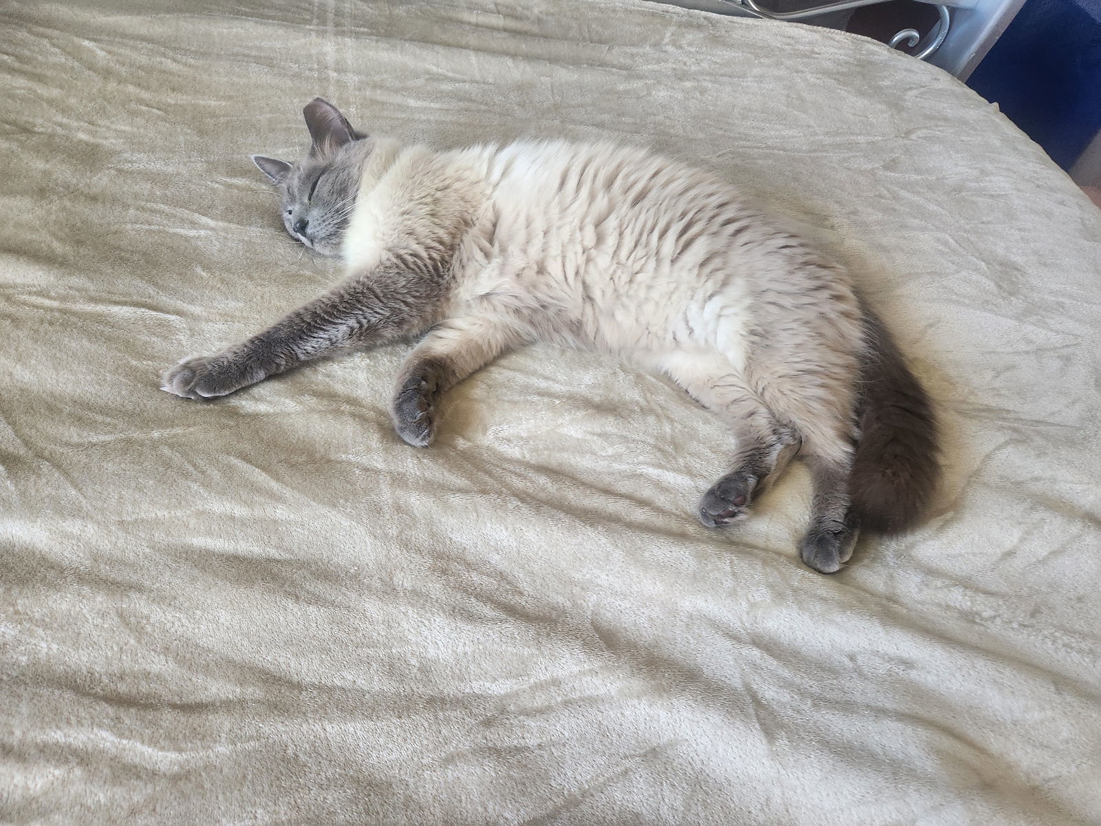 Foxy (Courtesy Post), an adoptable Ragdoll in San Jose, CA, 95112 | Photo Image 2