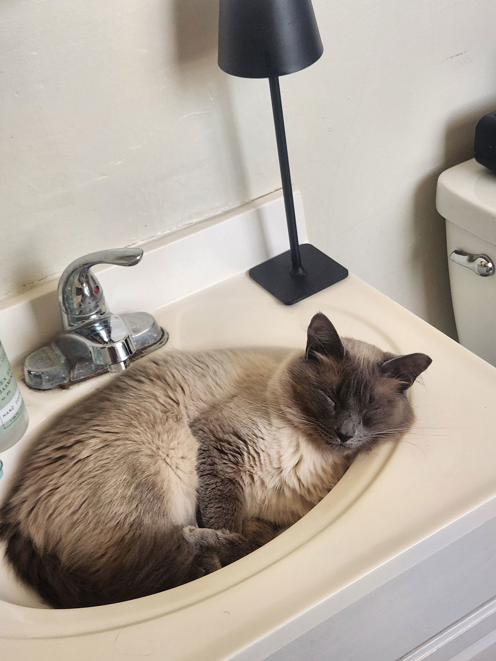 Foxy, an adoptable Ragdoll in San Jose, CA, 95112 | Photo Image 3