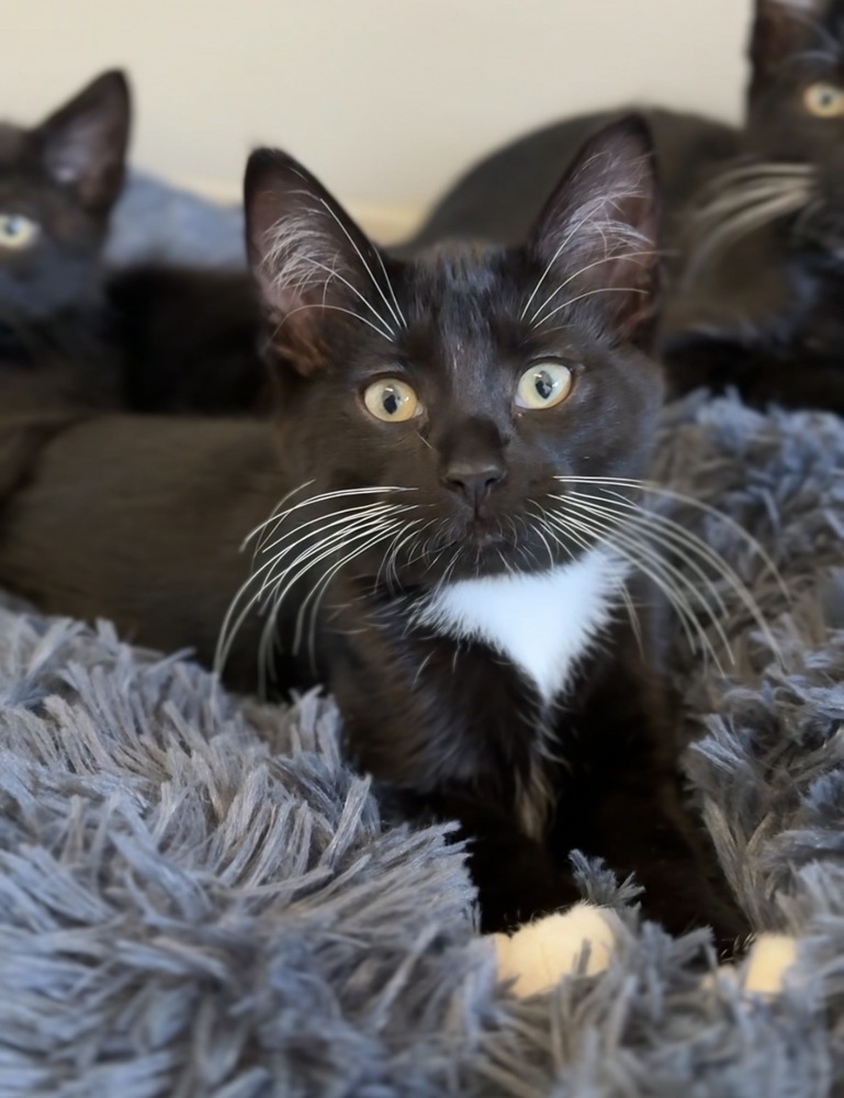 Dillon, an adoptable Domestic Short Hair in Bemidji, MN, 56601 | Photo Image 1