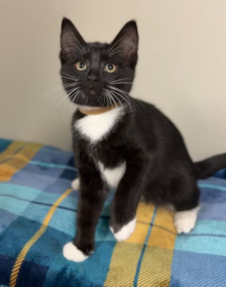 Dillon, an adoptable Domestic Short Hair in Bemidji, MN, 56601 | Photo Image 2