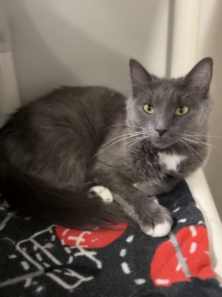 Ms Frizzle, an adoptable Domestic Medium Hair in Bemidji, MN, 56601 | Photo Image 1