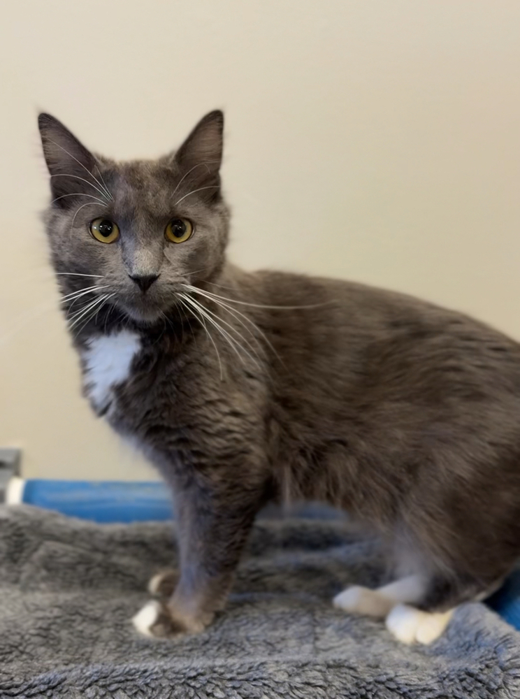 Ms Frizzle, an adoptable Domestic Medium Hair in Bemidji, MN, 56601 | Photo Image 2