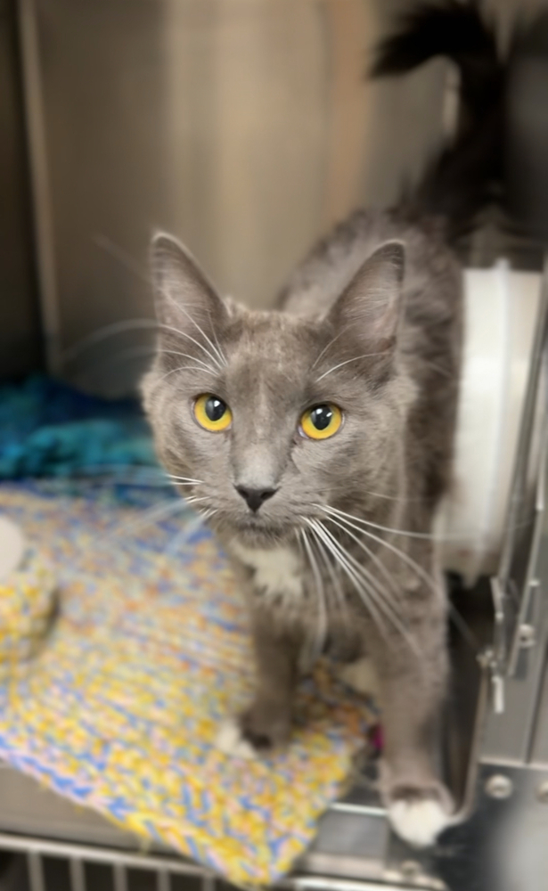 Ms Frizzle, an adoptable Domestic Medium Hair in Bemidji, MN, 56601 | Photo Image 3