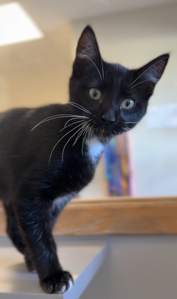 Lincoln, an adoptable Domestic Short Hair in Bemidji, MN, 56601 | Photo Image 1