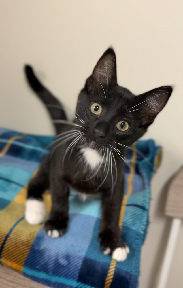 Lincoln, an adoptable Domestic Short Hair in Bemidji, MN, 56601 | Photo Image 2