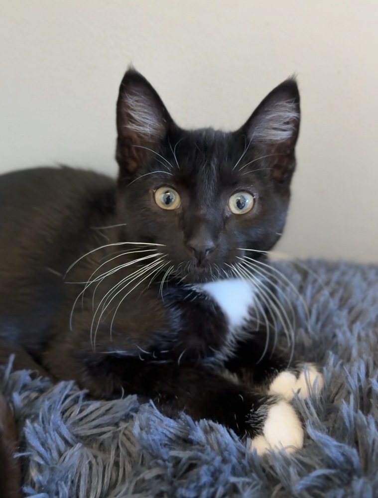 Horace, an adoptable Domestic Short Hair in Bemidji, MN, 56601 | Photo Image 1