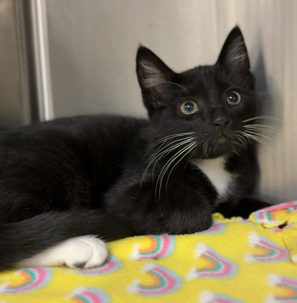 Horace, an adoptable Domestic Short Hair in Bemidji, MN, 56601 | Photo Image 2