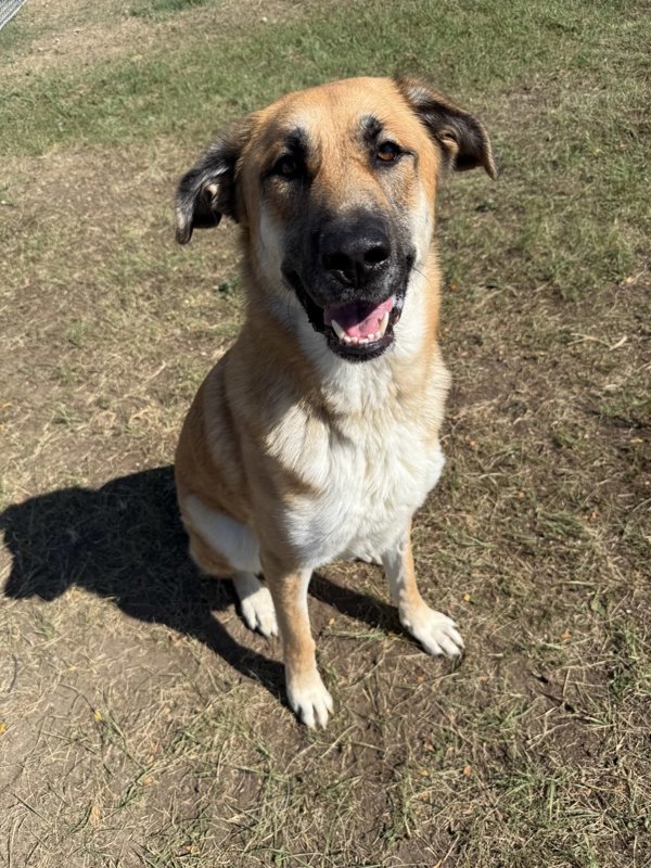 Sasha, an adoptable Mixed Breed in Great Falls, MT, 59405 | Photo Image 1