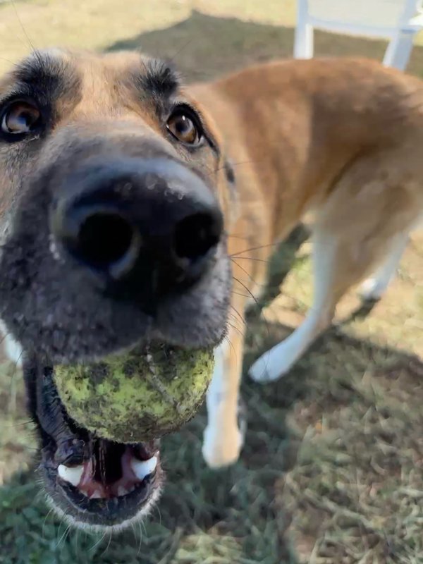 Sasha, an adoptable Mixed Breed in Great Falls, MT, 59405 | Photo Image 2