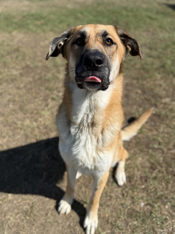 Sasha, an adoptable Mixed Breed in Great Falls, MT, 59405 | Photo Image 3