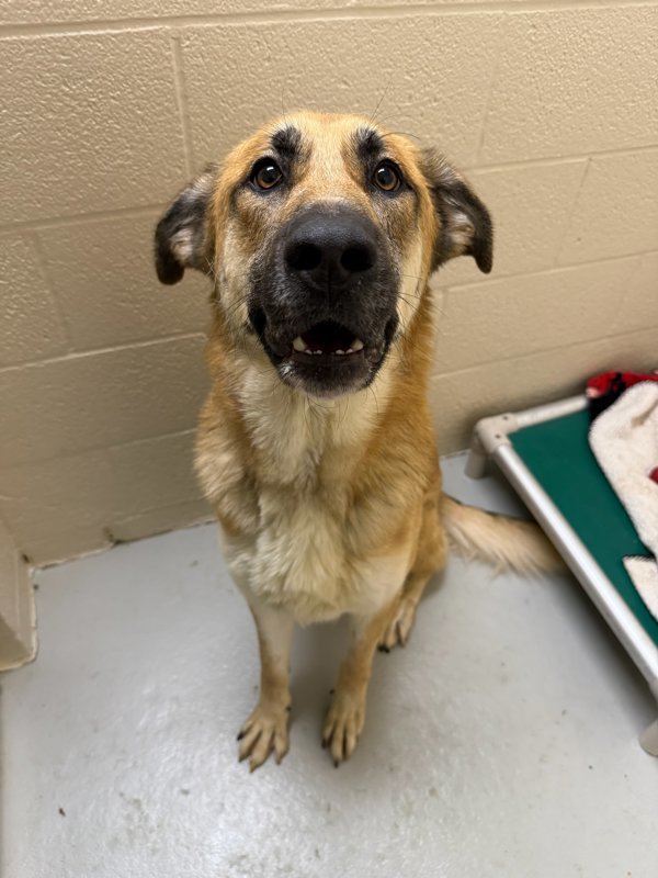 Sasha, an adoptable Mixed Breed in Great Falls, MT, 59405 | Photo Image 4