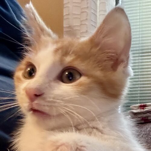 Dreamsicle