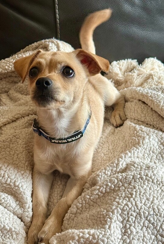 Pip