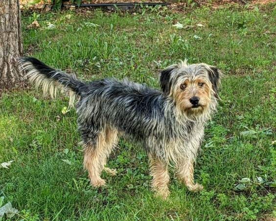 Benji