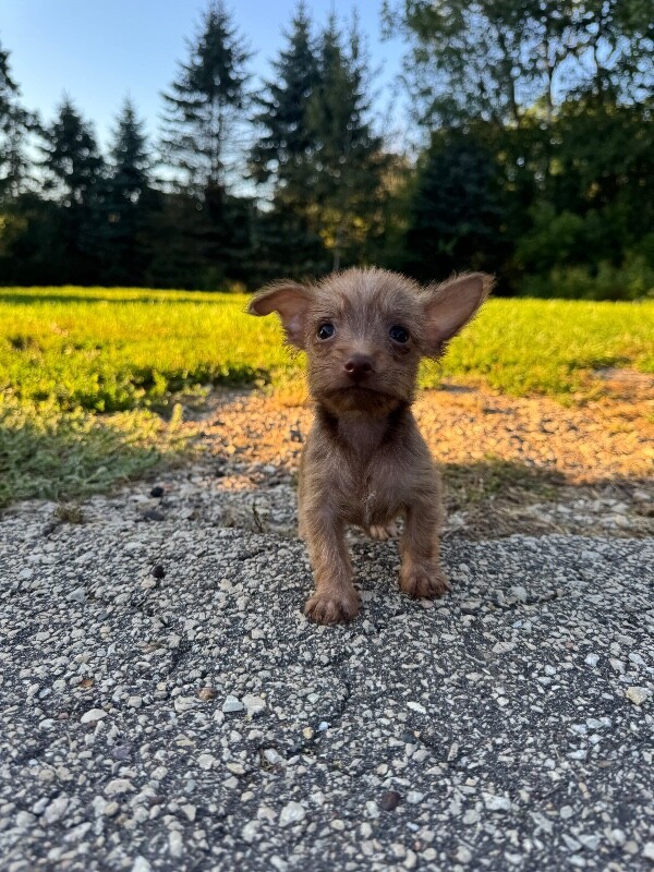 Roo