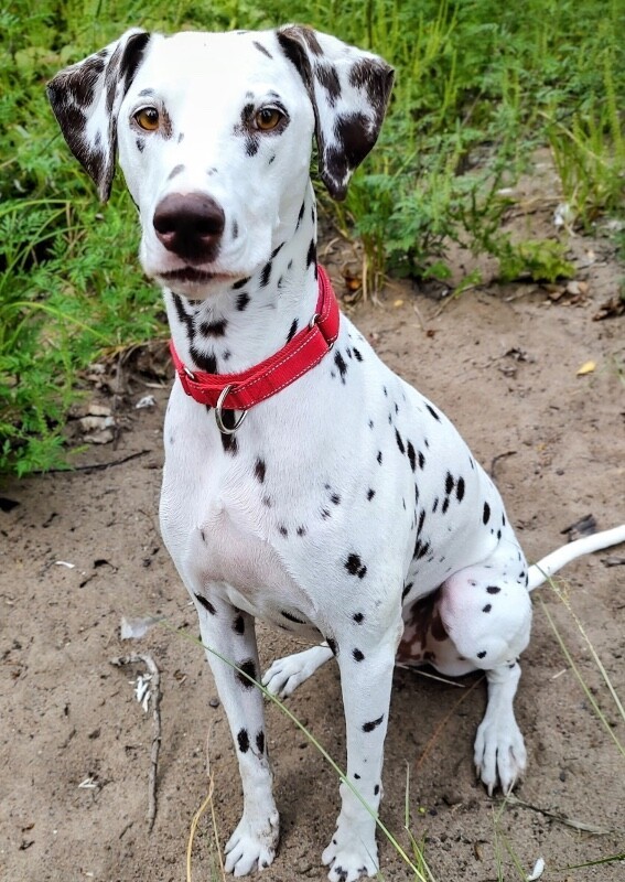 Domino