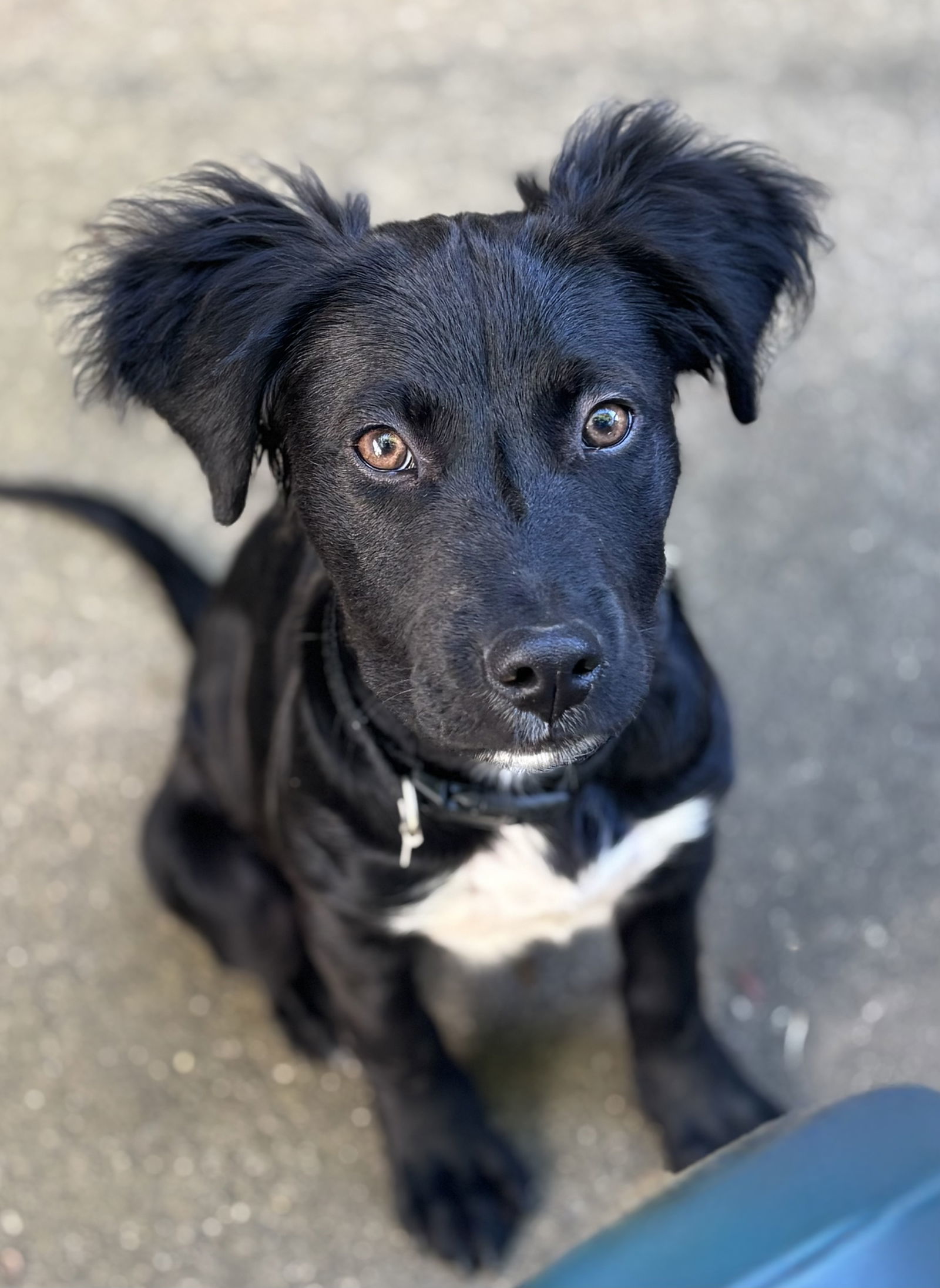 Enzo