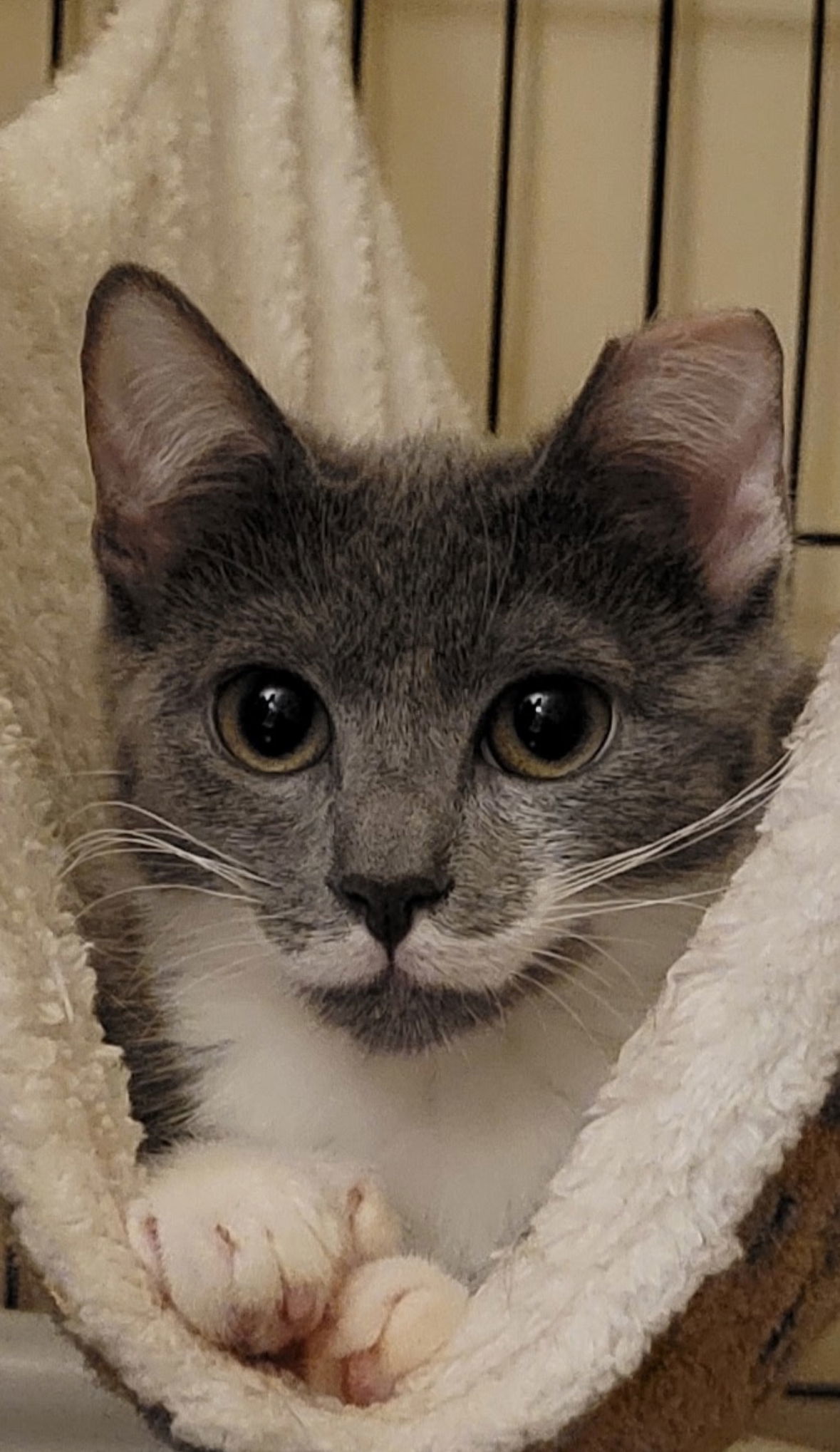 Mitsy