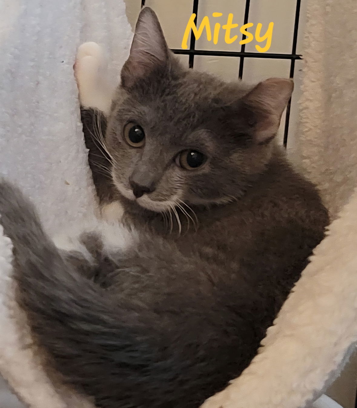 Mitsy