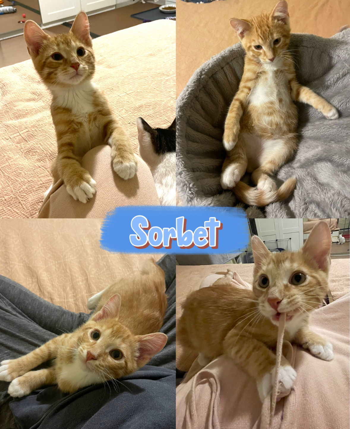 Sorbet