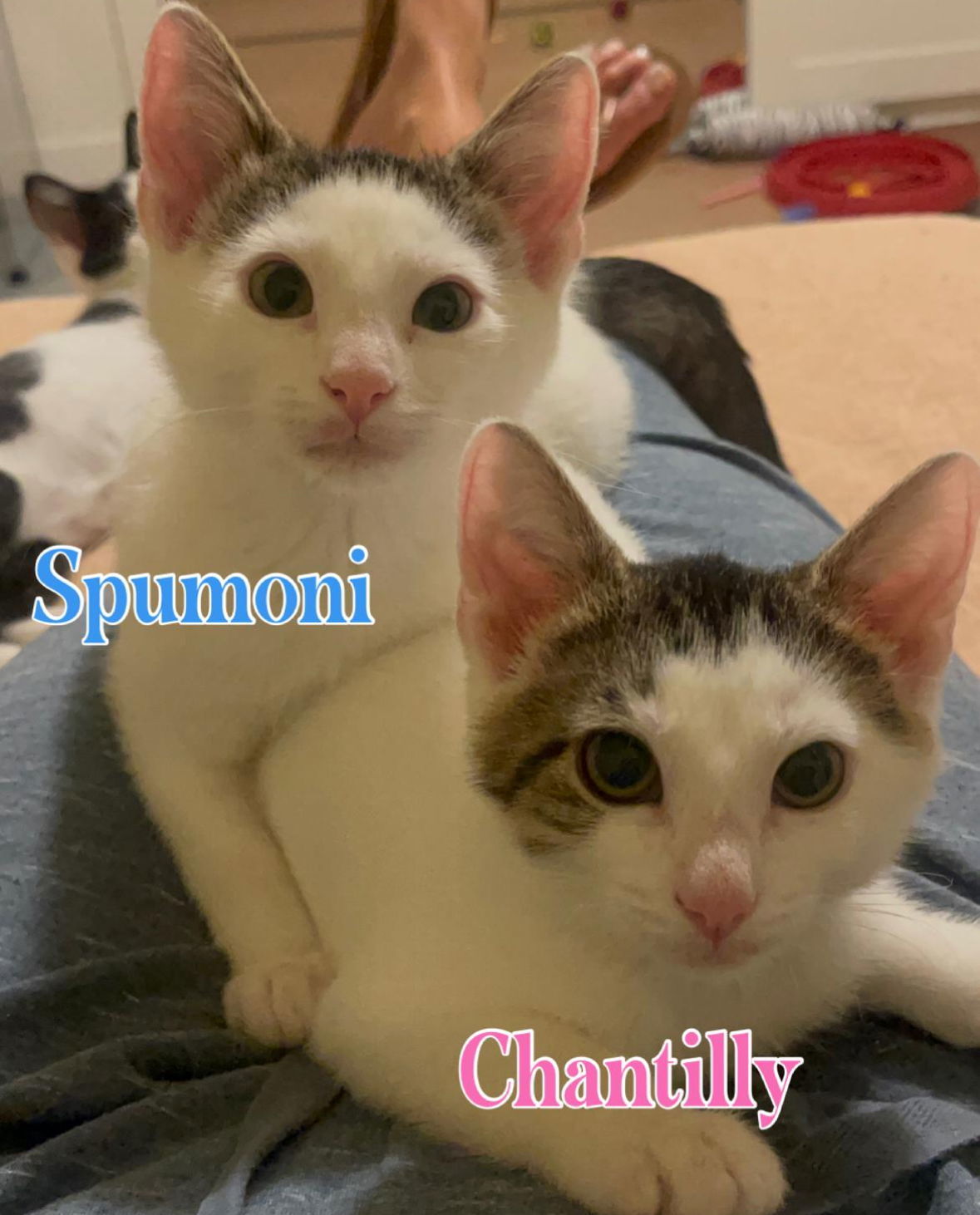 Spumoni