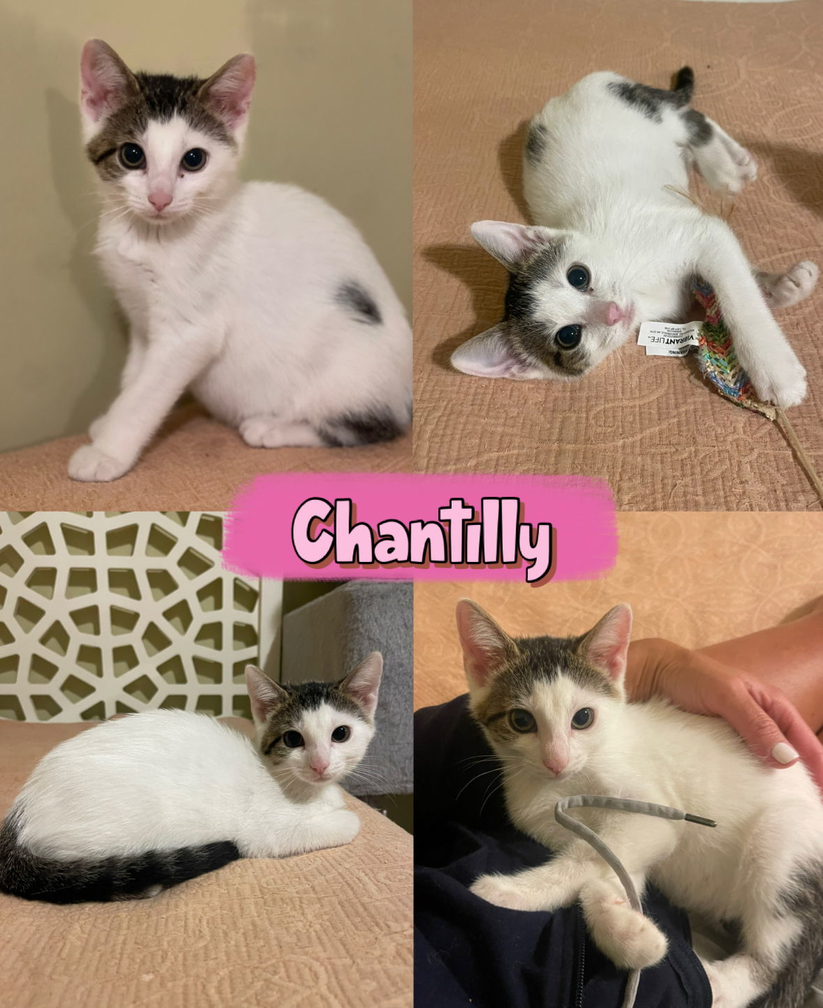 Chantilly