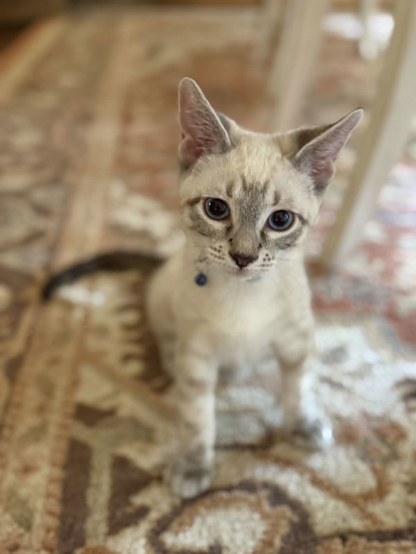 Milo + Monkey thumbnail 2