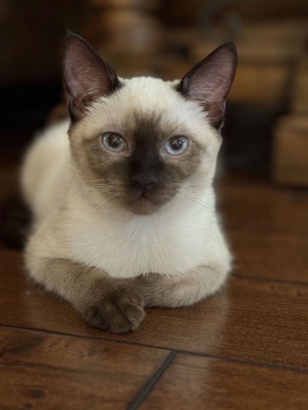 Monkey + Milo